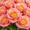 Букет персиковых роз - Мисс Пигги 3