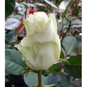 Роза "Голивуд"(Hollywod)